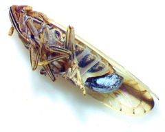 Stenocranus vittatus