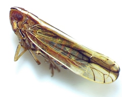 Stenocranus vittatus