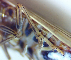 Stenocranus vittatus