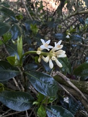 Palicourea boqueronensis