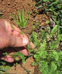 Scandix pecten-veneris