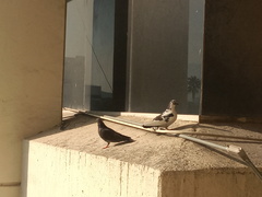 Columba livia domestica