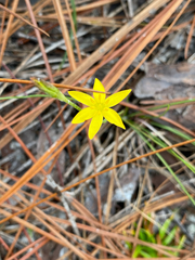 Hypoxis juncea