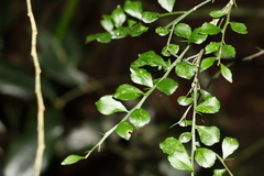 Citrus australasica