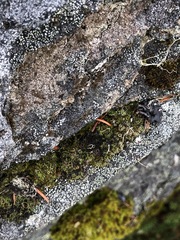 Psoroma hypnorum