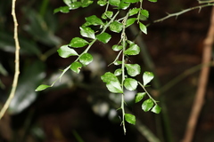 Citrus australasica