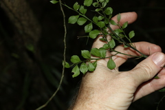 Citrus australasica