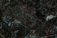 Citrus australasica