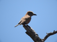 Coracias naevius mosambicus