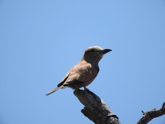 Coracias naevius mosambicus