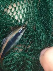 Pteronotropis hypselopterus