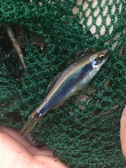 Pteronotropis hypselopterus