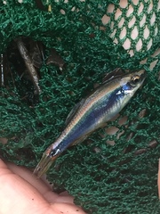 Pteronotropis hypselopterus