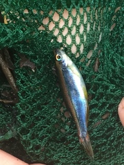 Pteronotropis hypselopterus