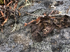 Umbilicaria torrefacta