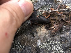 Umbilicaria torrefacta