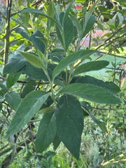 Varronia cylindrostachya