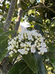 Viburnum tinoides