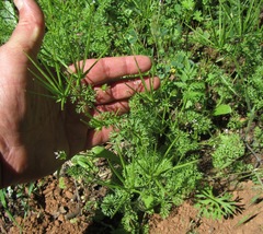 Scandix pecten-veneris