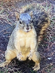 Sciurus niger