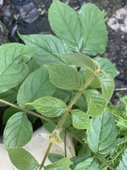 Spathodea campanulata