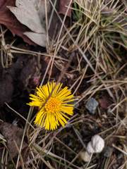 Tussilago farfara