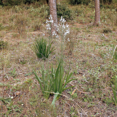 Asphodelus ramosus distalis