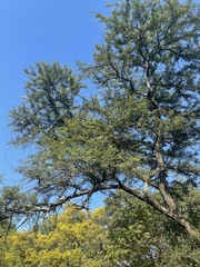 Vachellia robusta clavigera