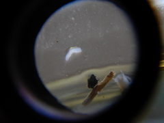 Prorhynchidae