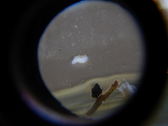 Prorhynchidae