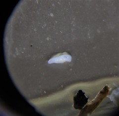 Prorhynchidae