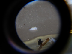 Prorhynchidae