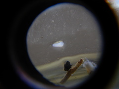 Prorhynchidae