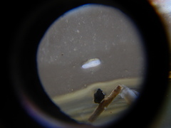 Prorhynchidae