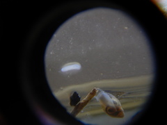 Prorhynchidae