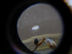Prorhynchidae