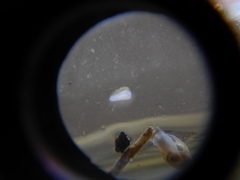 Prorhynchidae
