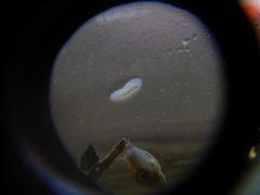 Prorhynchidae