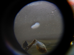 Prorhynchidae