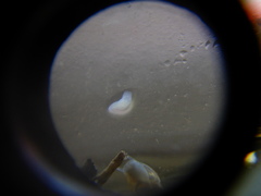 Prorhynchidae
