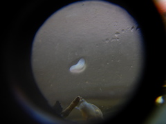 Prorhynchidae