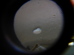 Prorhynchidae