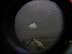 Prorhynchidae