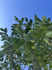 Ficus soatensis