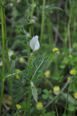 Vicia lutea lutea