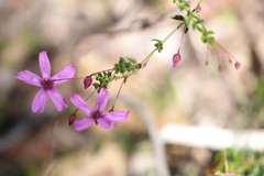 Tetratheca hirsuta viminea