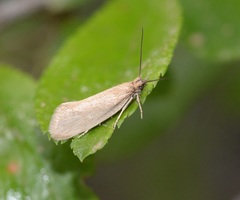 Eriocottis fuscanella