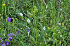 Vicia lutea lutea