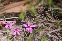 Tetratheca hirsuta viminea
