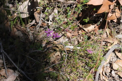 Tetratheca hirsuta viminea